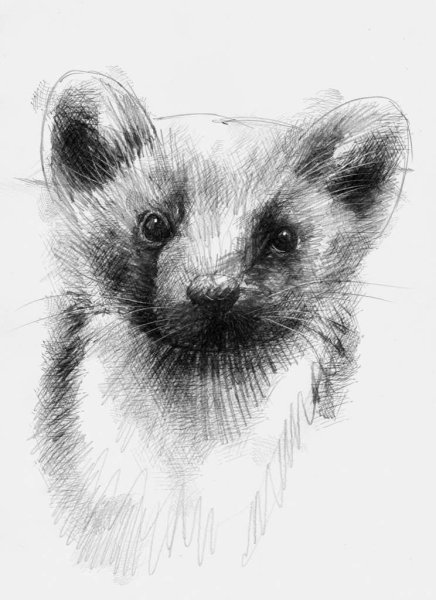 Гнездо куницы рисунок