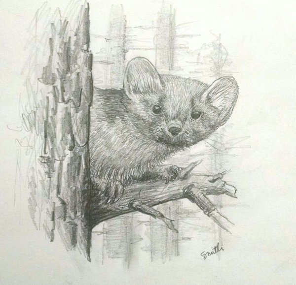 Рисунок Соболь горностай