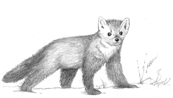 Соболь рисунок