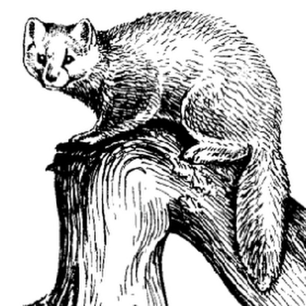 Лесная куница нарисовать