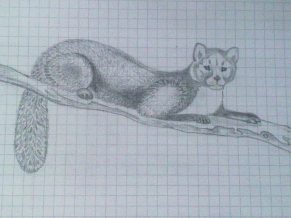 Хорек раскраска для детей