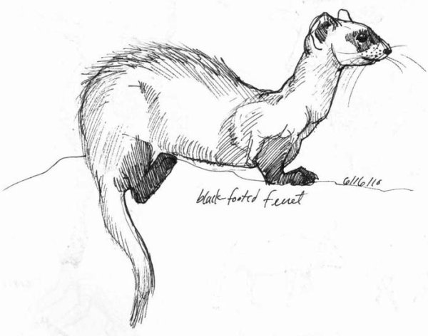 Рисунок куницы для детей карандашом