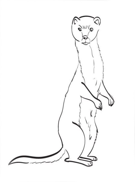 Лесная куница раскраска
