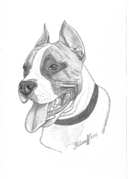 Американский стаффордширский терьер рисунок