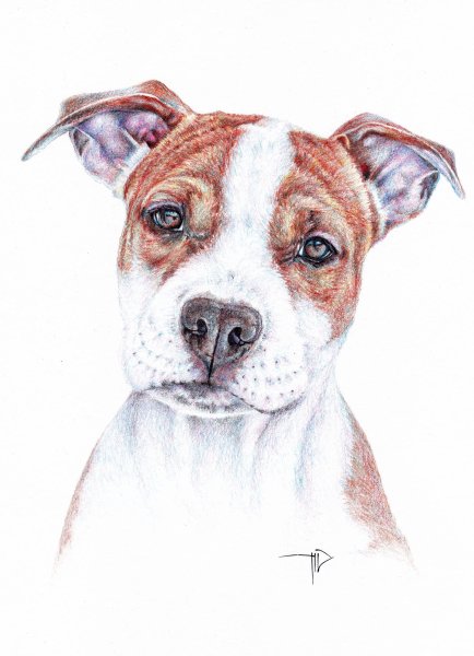 Стаффордширский терьер и Джек Рассел щенки