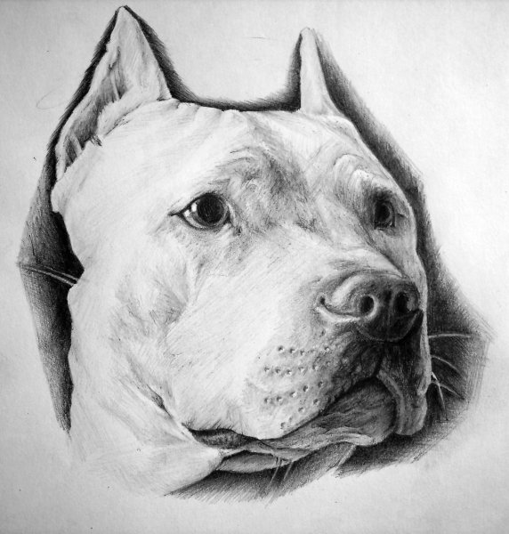 Тату стаффордширского терьера