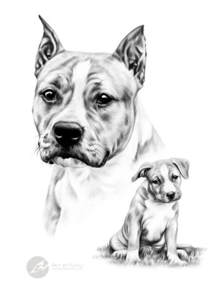 Амстафф карандашом