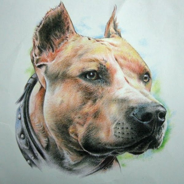 Стаффордширский терьер арт