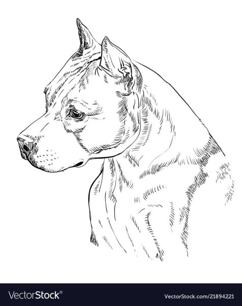 Американский стаффордширский терьер вектор