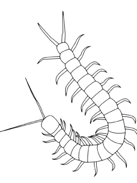 Многоножка мухоловка