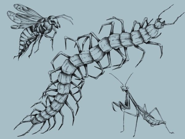 Скалапендраэскиз тату