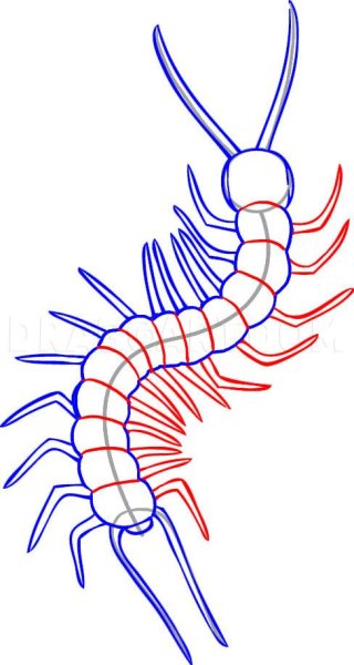Татуировка сколопендра эскиз