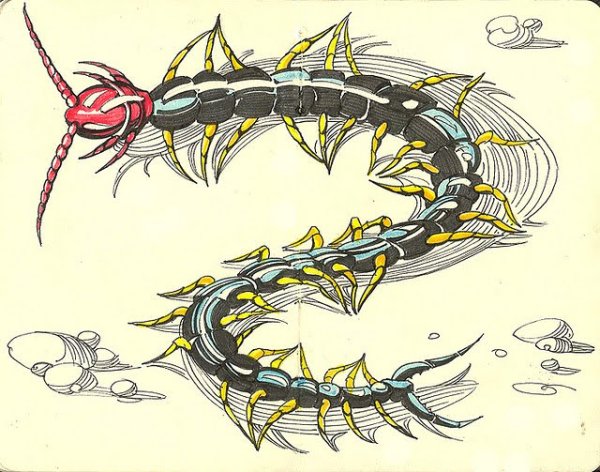 Анатомия сколопендры