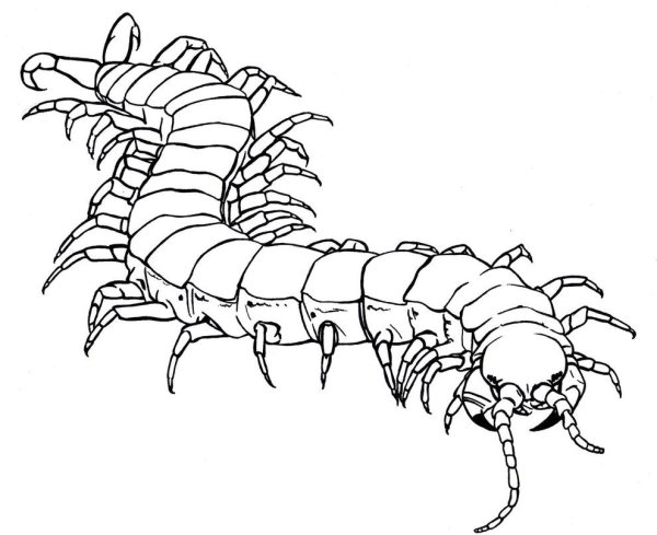 Сороконожка черно белая