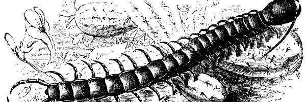 Сколопендра Токийский гуль