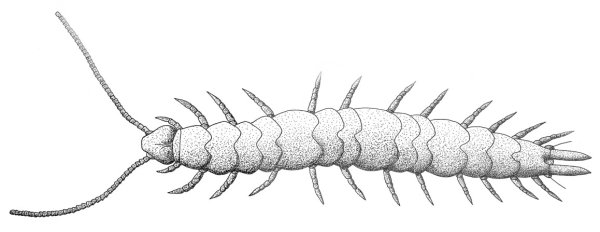 Тату сороконожка эскиз
