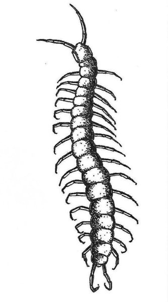 Сороконожка раскраска