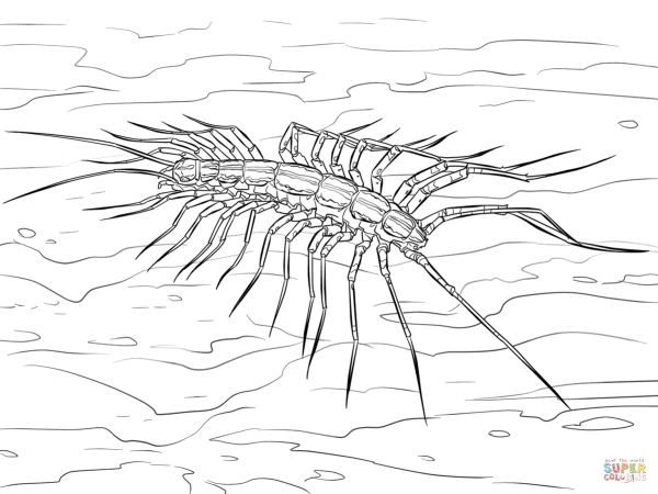 Раскраски насекомые сороконожка