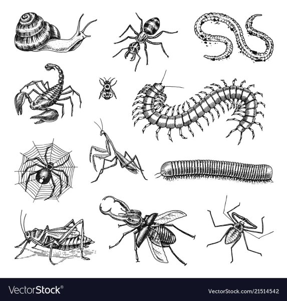 Сколопендра Токийский гуль