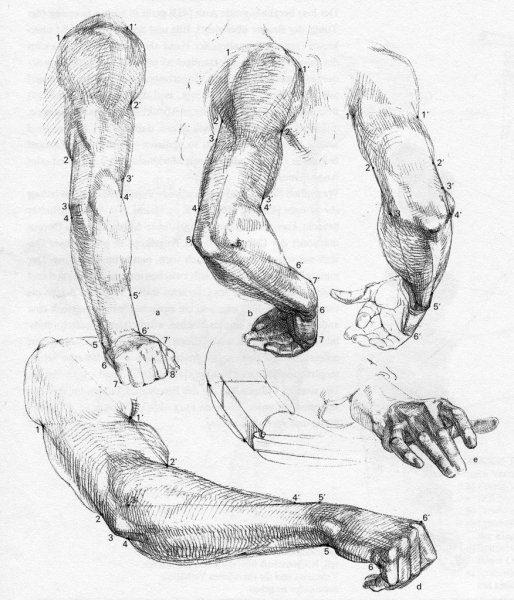 Зарисовки частей тела