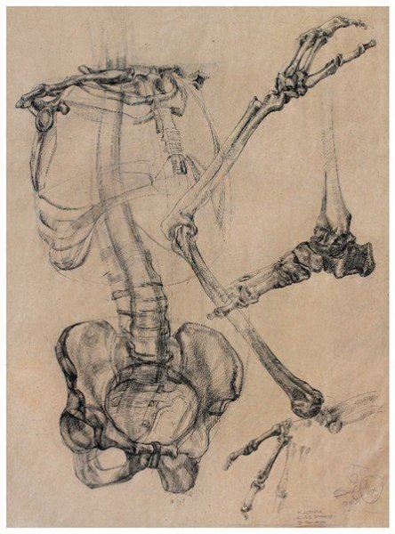 Академические зарисовки рук