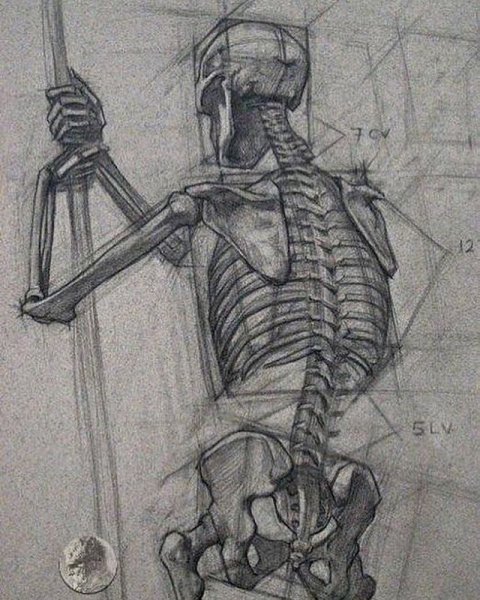 Анатомия рисунок