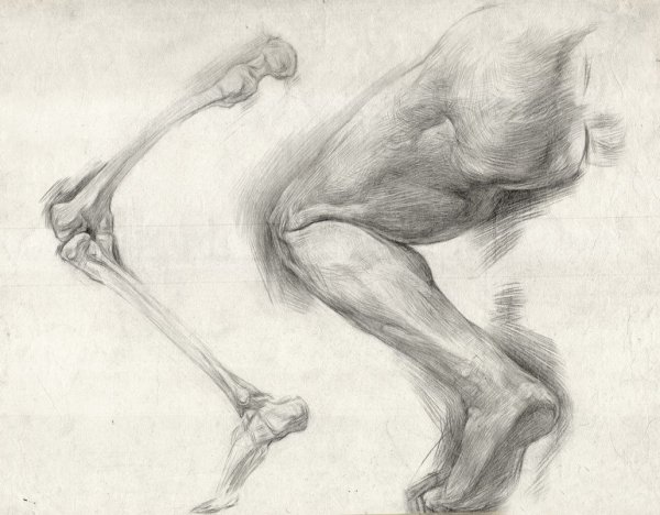 Анатомические Наброски