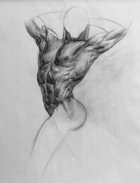 Коленный сустав анатомия Баммес