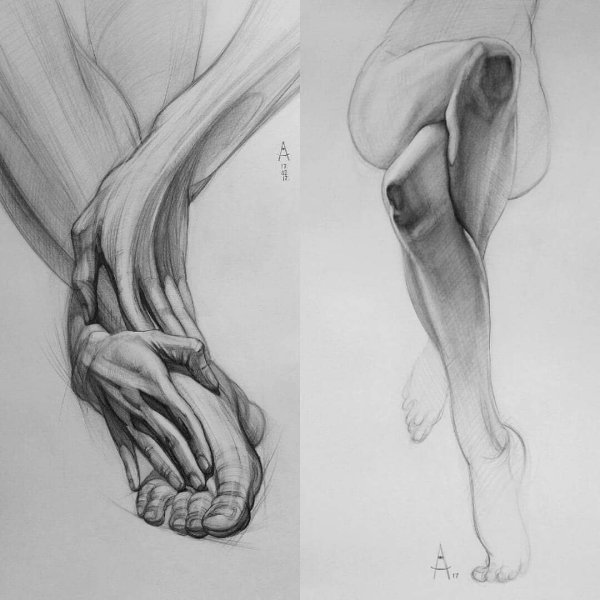 Анатомия Баммеса скелет