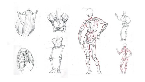 Фигура человека анатомия рисования