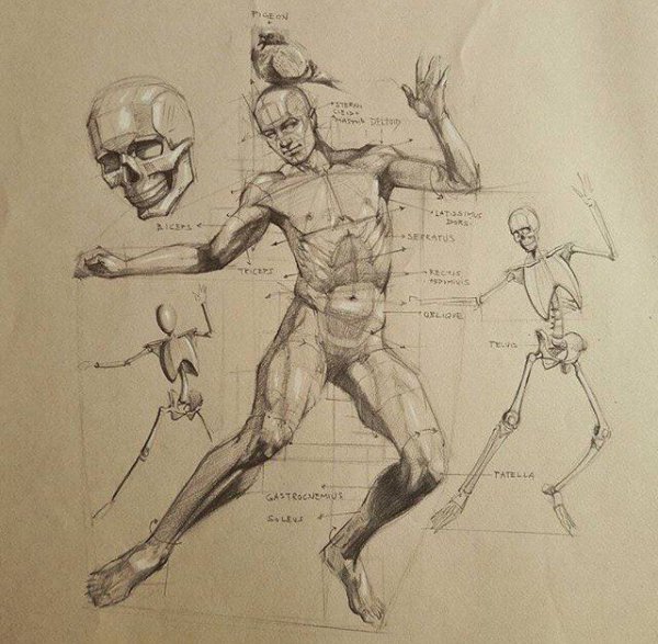 Анатомия Баммес скелет сзади человека