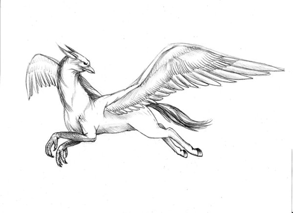 Гиппогриф раскраска из Гарри Поттера