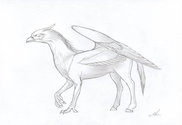 Гиппогриф из Гарри Поттера рисунок