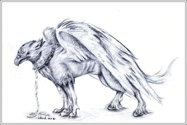 Грифон рисунок для срисовки