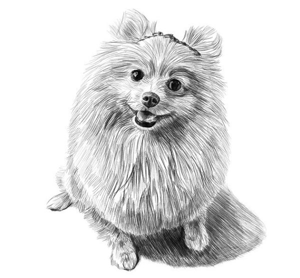 Померанский шпиц карандашом