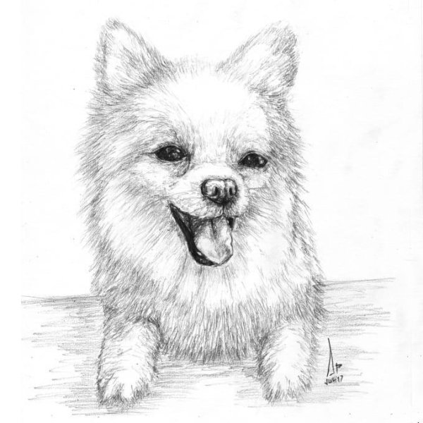 Померанский шпиц рисунок карандашом