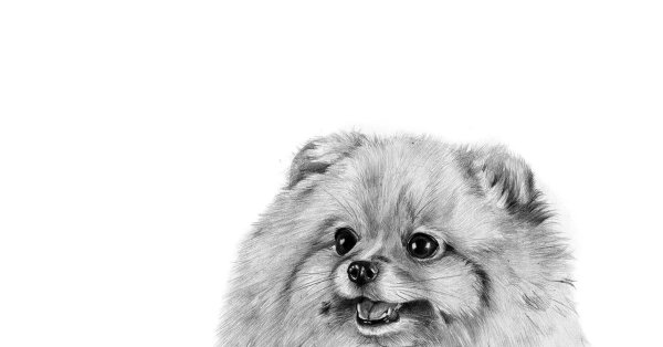 Контур померанского шпица