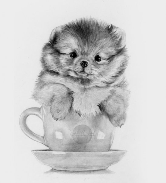 Рисование шпица карандашом