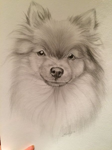 Зарисовки шпица