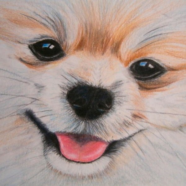 Померанский шпиц карандашом