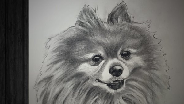 Нарисовать шпица карандашом