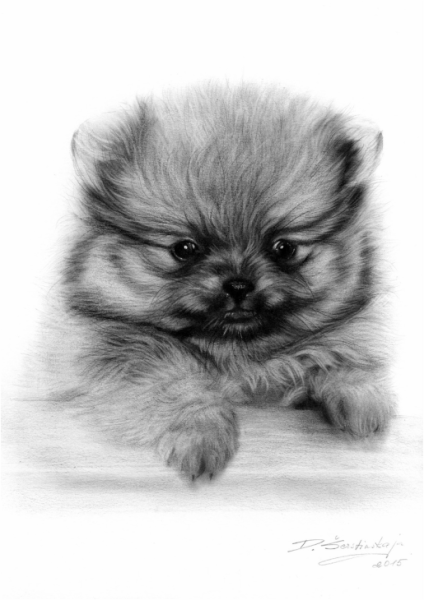 Рисунки шпица для срисовки