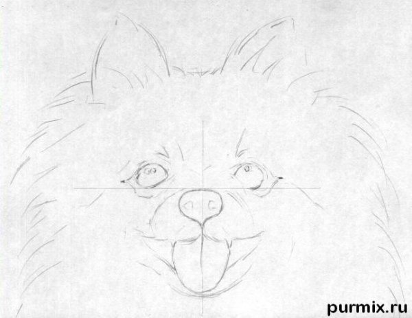 Контур померанского шпица