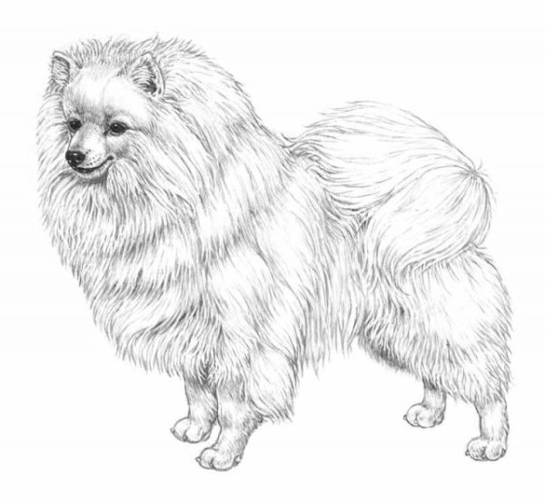 Померанский шпиц карандашом