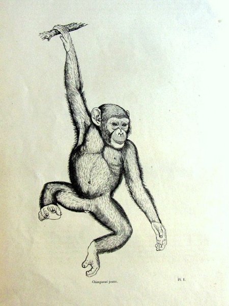 Рисунки обезьянки для срисовки