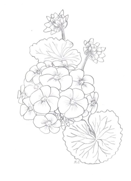 Герань Пикассо