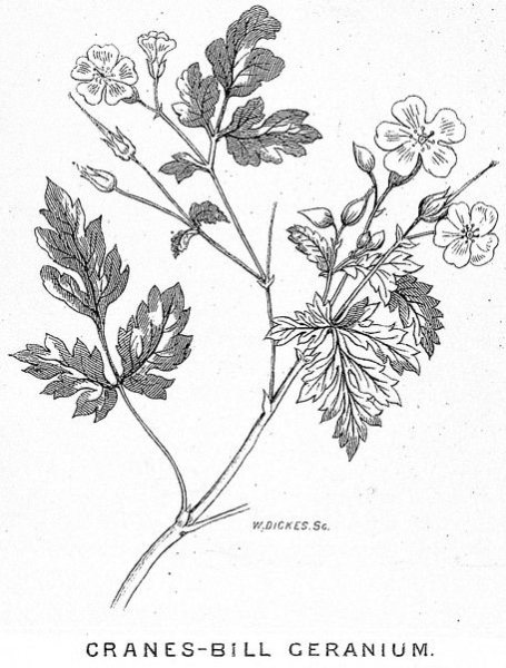 Герань комнатная рисунок