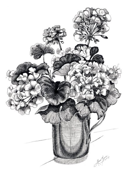 Каланхоэ, бегония, герань, Жасмин