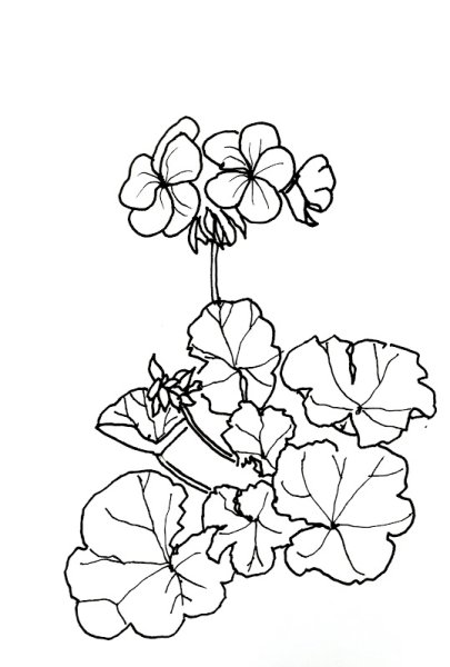 Пеларгония зональная раскраска