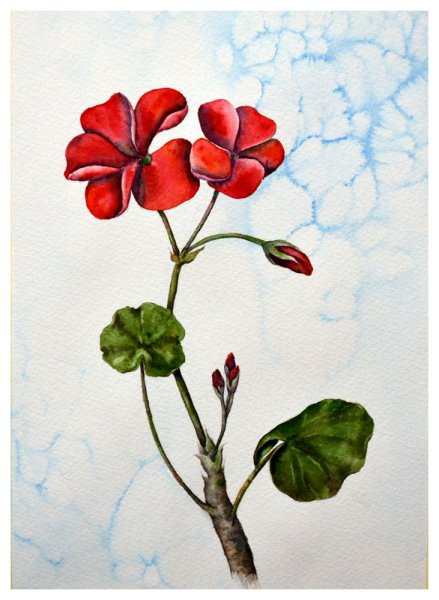 Герань тюльпановидная